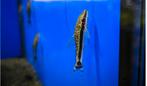 Otocinclus Dwerg algeneters, Dieren en Toebehoren, Vis, Zoetwatervis, Schoolvis