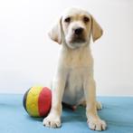 Labrador Retriever (Blond & Zwart) Belgische pups te koop, Dieren en Toebehoren, België, Handelaar, CDV (hondenziekte), 8 tot 15 weken