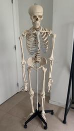 Skelet + osteologie poster, Ophalen, Gebruikt