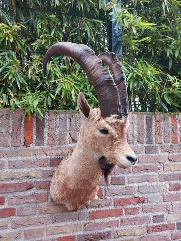 Opgezette kop steenbok taxidermie schedel jacht gewei hert beschikbaar voor biedingen