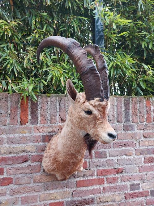 Opgezette kop steenbok taxidermie schedel jacht gewei hert, Verzamelen, Dierenverzamelingen, Gewei of Kop, Wild dier, Ophalen