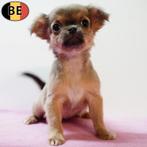 Kleine Chihuahua’s met een groot hart te koop, Dieren en Toebehoren, Honden | Chihuahua's en Gezelschapshonden, België, Handelaar
