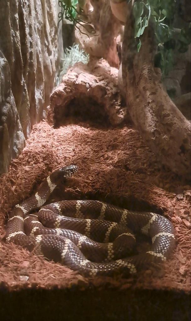 Californische Koningsslang Vrouw, Dieren en Toebehoren, Reptielen en Amfibieën, Slang, 3 tot 6 jaar