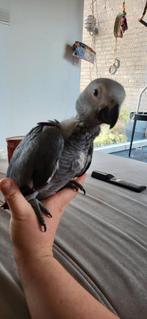 Gris du gabon, Dieren en Toebehoren