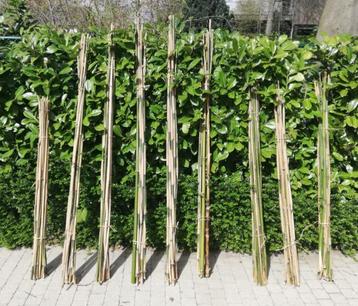 Bamboestokken - diverse lengtes (4 m - 3 m - 2 m - 1,80  e.a