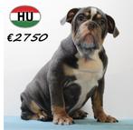Unieke Engelse Bulldog pups -ook in prachtige Exotic kleuren, Dieren en Toebehoren, 15 weken tot 1 jaar, Handelaar, Buitenland