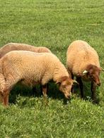 Ardense voskop ooi 150€, Dieren en Toebehoren, Schapen, Geiten en Varkens, Vrouwelijk, Schaap, 0 tot 2 jaar