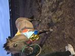 Leuke c pony, Dieren en Toebehoren, Paarden