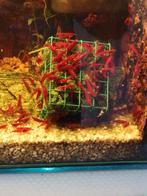 Bloody Mary garnalen high grade, Ophalen of Verzenden