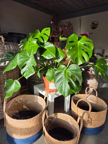 Kamerplant Monstera  beschikbaar voor biedingen