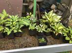 Hosta's, Tuin en Terras, Ophalen of Verzenden
