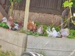 Pauwstaart duiven, Dieren en Toebehoren, Vogels | Duiven