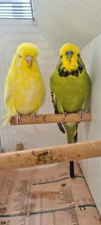 Engelse grasparkieten champion TT Kwaliteit vogels, Meerdere dieren, Parkiet, Geringd