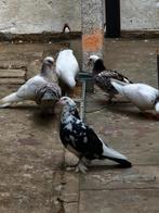 6 duiven te koop waarvan 4 jongen duifjes, Dieren en Toebehoren
