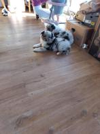 Prachtige australian Shepherd pups, Dieren en Toebehoren, Honden | Herdershonden en Veedrijvers, België, 8 tot 15 weken, CDV (hondenziekte)