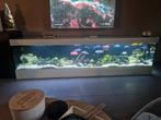 Aquarium 250cm, Dieren en Toebehoren, Ophalen, Zo goed als nieuw