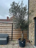 Olijfboom, Tuin en Terras, Ophalen, Olijfboom
