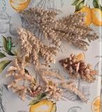 Divers coraux., Enlèvement