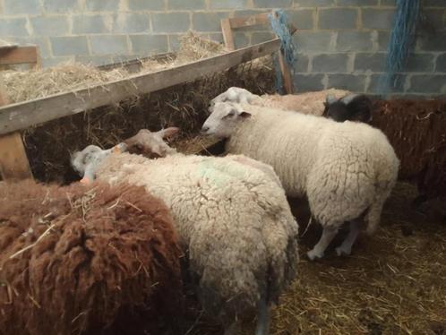 Mouton a vendre, Dieren en Toebehoren, Schapen, Geiten en Varkens, Schaap, Mannelijk, 0 tot 2 jaar