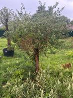 Olijfboom, Tuin en Terras, Planten | Bomen, Ophalen, Olijfboom