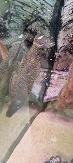Pleco, Dieren en Toebehoren, Vissen | Aquariumvissen