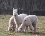 Prachtige alpaca hengstveulentjes, Dieren en Toebehoren, September, Mannelijk