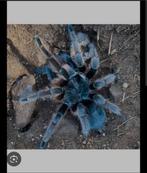 Grammostola antracina, Araignée ou Scorpion