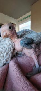 Jeune caique tete orange