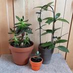 Set 3 mooie kamerplanten, Keramieke bloempotten, Vanaf 3€/st, Ophalen of Verzenden, Vetplant, In pot