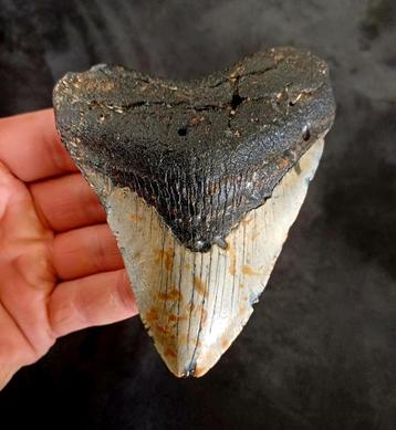 Megalodon tooth, États-Unis 