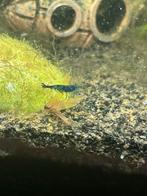 Zwarte en Blauwe garnalen te koop 3 voor €2!!, Dieren en Toebehoren, Vissen | Aquariumvissen, Kreeft, Krab of Garnaal, Zoetwatervis