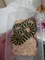 GEZOCHT morelia spilota of tapijtpython's, Animaux & Accessoires, Reptiles & Amphibiens, Serpent, 0 à 2 ans