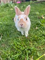 Dwerg konijntje, Dieren en Toebehoren, Konijnen, Mannelijk, Dwerg, 0 tot 2 jaar