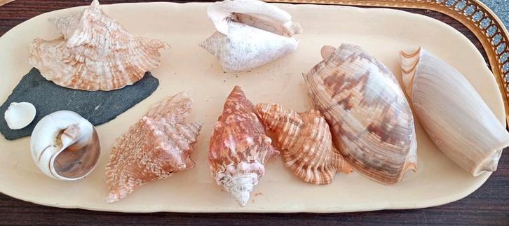 🐚☀️ Lot 9 schelpen, Martinique, Japan, Senegal, Verzamelen, Mineralen en Fossielen, Schelp(en), Ophalen