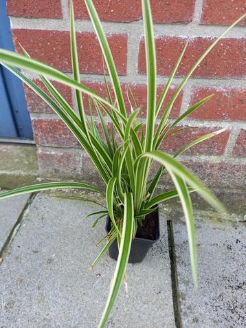 stekjes carex/zegge siergras € 3, Tuin en Terras, Ophalen