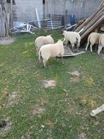 3 dek bokken, Dieren en Toebehoren, Schapen, Geiten en Varkens