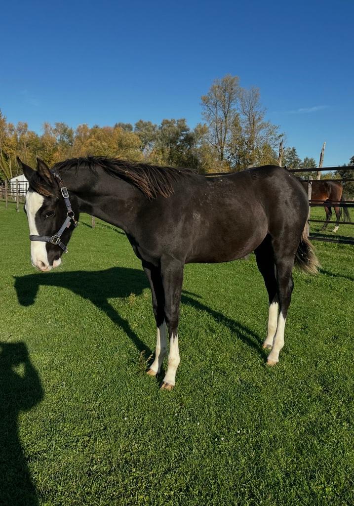 Knappe Paint  overo veulen, Dieren en Toebehoren, Paarden, Hengst, Onbeleerd, 0 tot 2 jaar, Westernpaard, Met stamboom, Gechipt