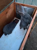 3 grijze konijntjes met huisje / hok, Dieren en Toebehoren, Konijnen, Geslacht onbekend, Dwerg, 0 tot 2 jaar
