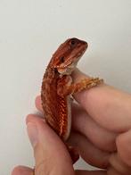 Baardagaam. 100% Full Red monster, Dieren en Toebehoren, Hagedis, Tam, 0 tot 2 jaar