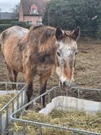 zeer lieve merry Zoekt nieuwe thuis