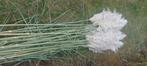 Pampas pluimen, Huis en Inrichting, Ophalen, Nieuw