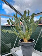 Vijgencactus Opuntia , Plant hoogte 80cm 30 € het stuk., Tuin en Terras, Minder dan 100 cm, Ophalen