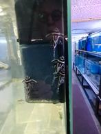 laatste 5 L46, Dieren en Toebehoren, Vissen | Aquariumvissen