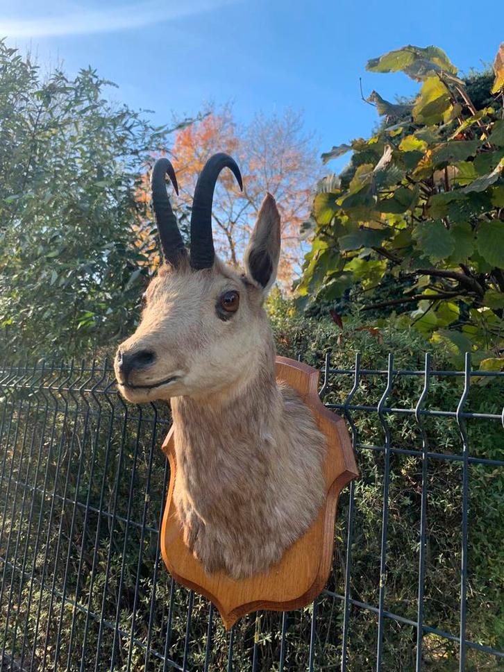 Jachttrofee, Antiek en Kunst, Antiek | Woonaccessoires, Ophalen