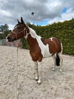 Mare te koop, Dieren en Toebehoren, Merrie