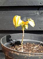 okkernootboompje 1 jaar oud in pot, Tuin en Terras, Planten | Bomen, In pot, Ophalen of Verzenden