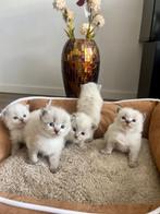 Ragdoll Kittens, Dieren en Toebehoren, Katten en Kittens | Raskatten | Langhaar, Ontwormd, Meerdere dieren, 0 tot 2 jaar
