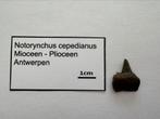 Notorynchus cepedianus (13), Ophalen of Verzenden, Fossiel
