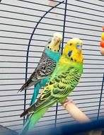Parkietenpaar met kooi en accessoires, Dieren en Toebehoren, Vogels | Parkieten en Papegaaien, Meerdere dieren, Parkiet