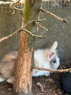 Konijn konijnen leeuwenkoptjes dwergkonijn, Dieren en Toebehoren, Konijnen, Meerdere dieren, Dwerg, 0 tot 2 jaar